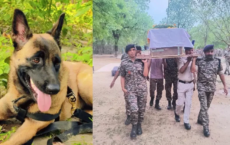 सुकमा में कर्रेगुट्टा ऑपरेशन से लौटते वक्त घायल हुए डॉग रोलो को सैन्य सम्मान के साथ अंतिम विदाई दी गई। रोलो को मधुमक्खियों ने 27