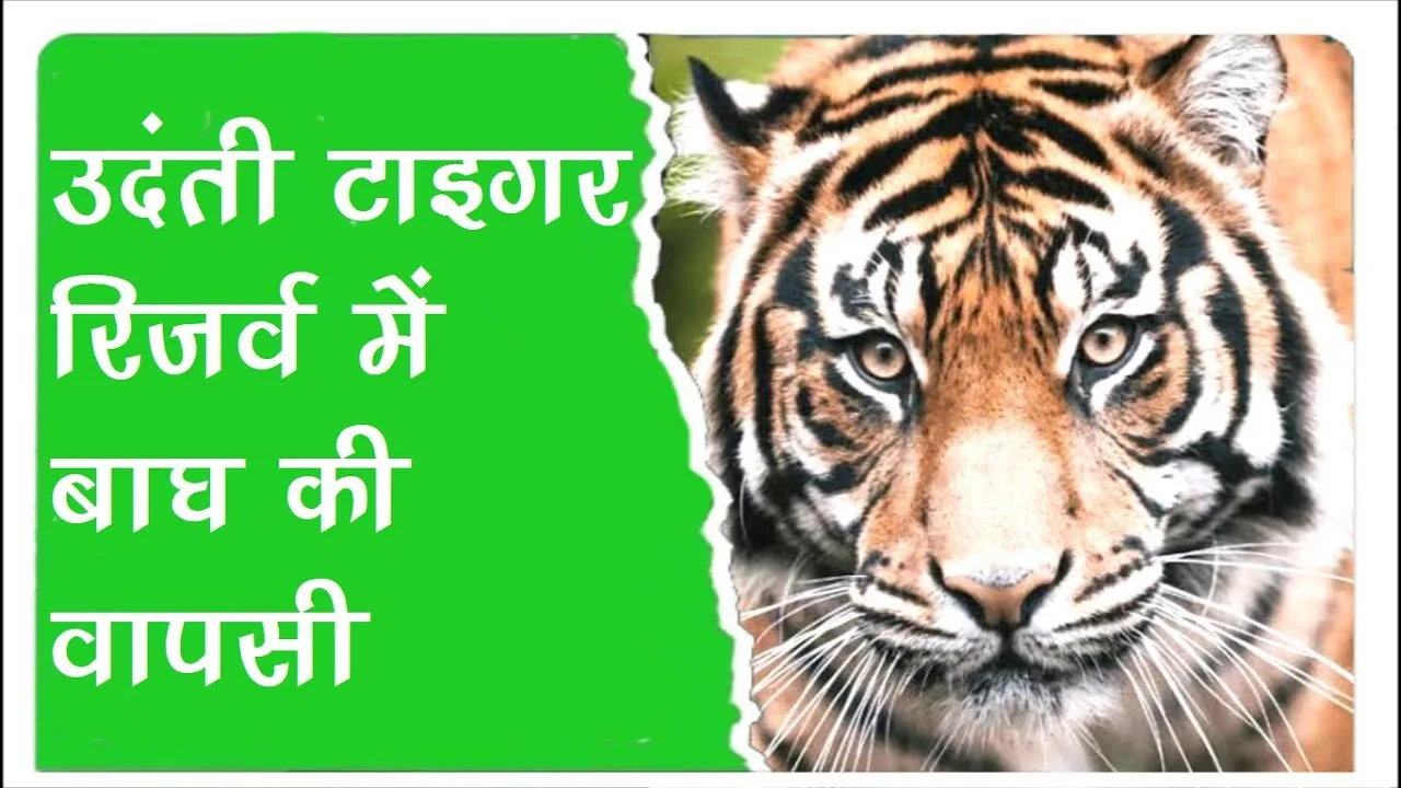 धमतरी के संदबाहरा जंगल में दो दशक बाद बाघ के पगचिन्ह मिले, अफसरों ने मौके से पीओपी मोल्ड तैयार किया।