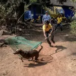 Dog Bite Case: रेबीज संक्रमित कुत्तों को मारने की अनुमति