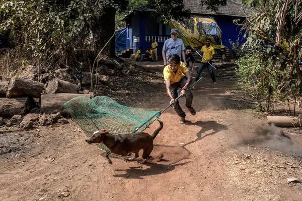 Dog Bite Case