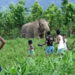 टाइगर रिजर्व में हाथी का कहर: दो श्रमिकों की मौत