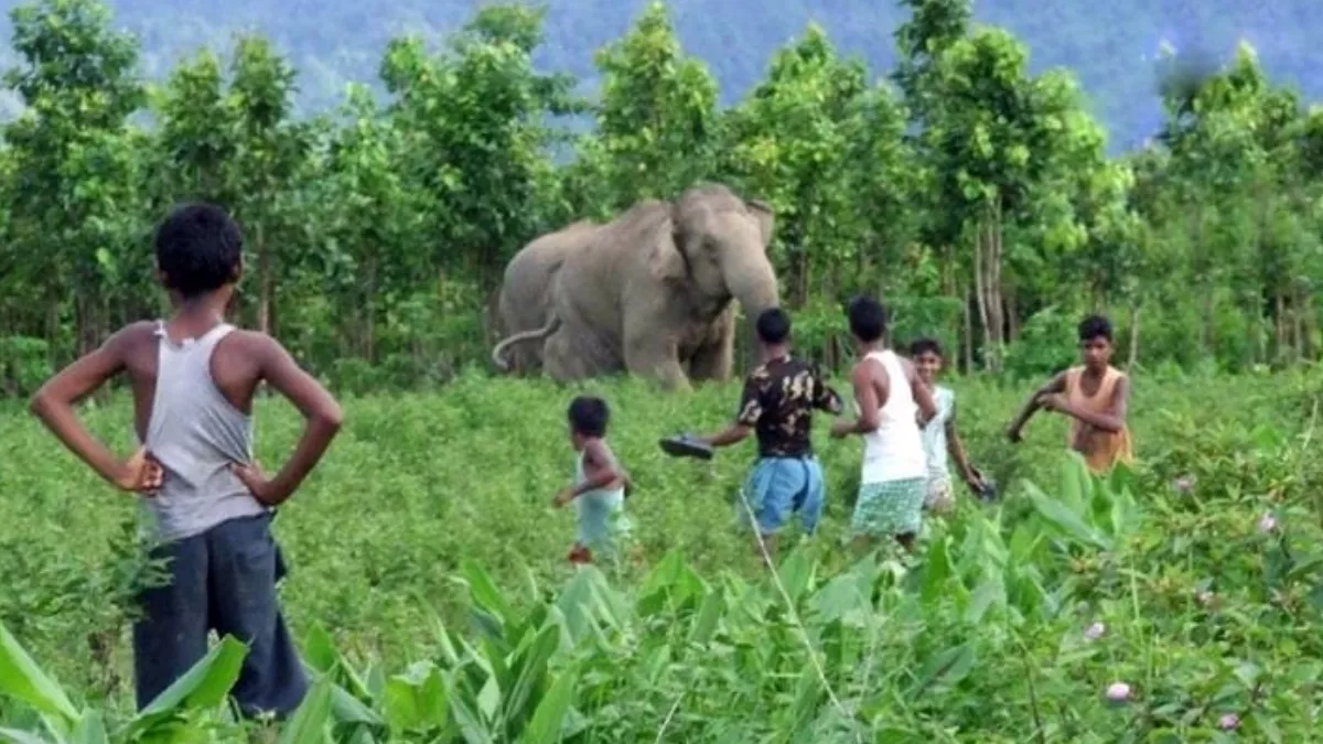 हाथी का कहर