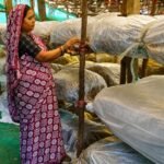ग्रामीण महिलाओं की सफलता में मशरूम उत्पादन आत्मनिर्भरता का आधार