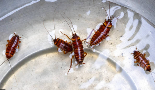 cockroach bhagane ke gharelu upay - किचन में बोरिक एसिड, बेकिंग सोडा और तेजपत्ता जैसी घरेलू सामग्री
