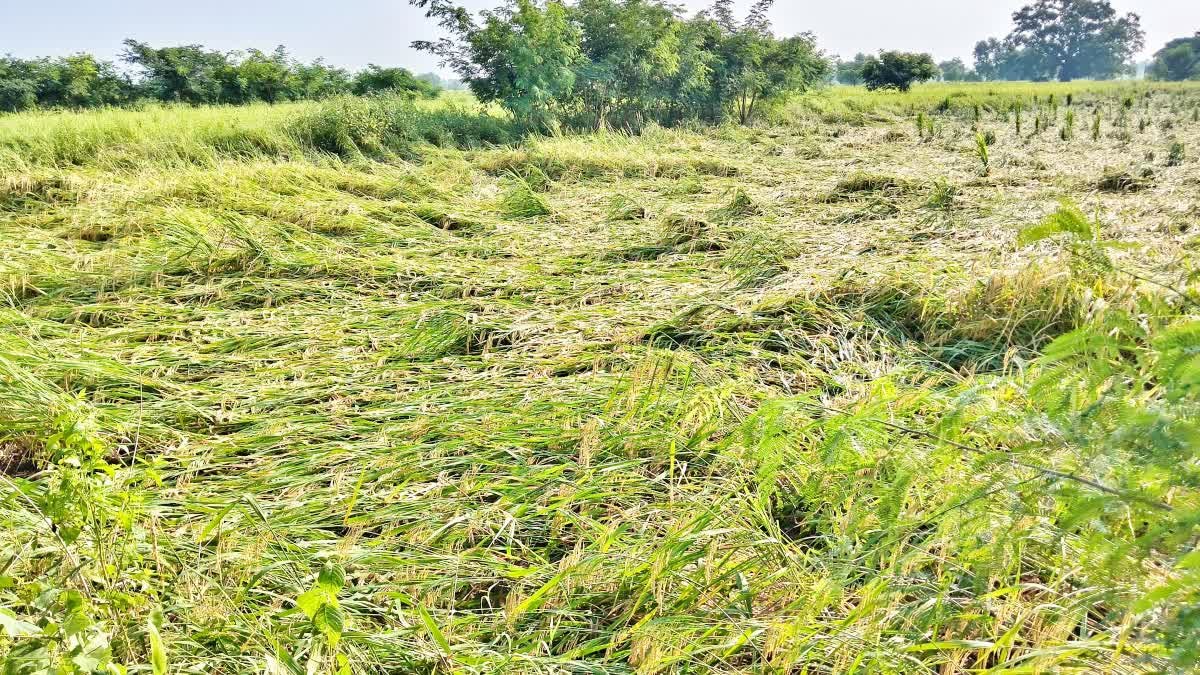 चक्रवात अर्नब, छत्तीसगढ़ किसान राहत, विष्णु देव साय, फसल नुकसान,
