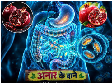 अनार यूरोलिथिन ए: कटे अनार के दानों के पास दिल का सादा मेडिकल इलस्ट्रेशन